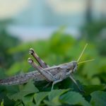 a close up of a grasshopper on a plant